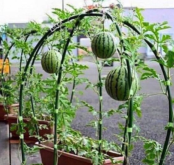 several watermelons are growing in the garden