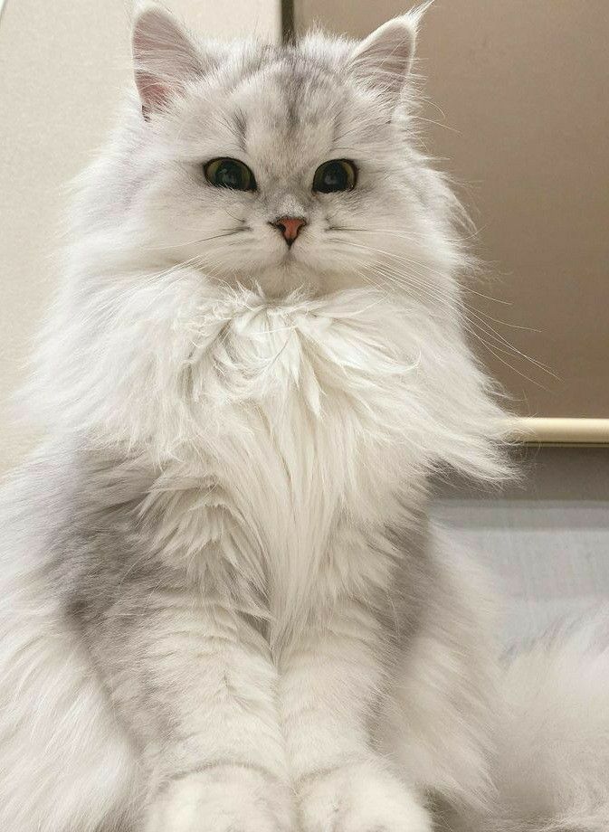 a fluffy white cat sitting in front of a mirror