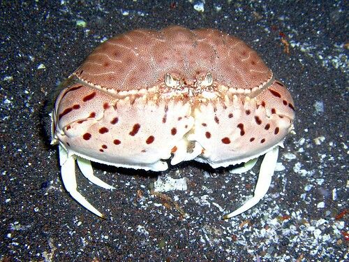 a close up of a crab on the ground