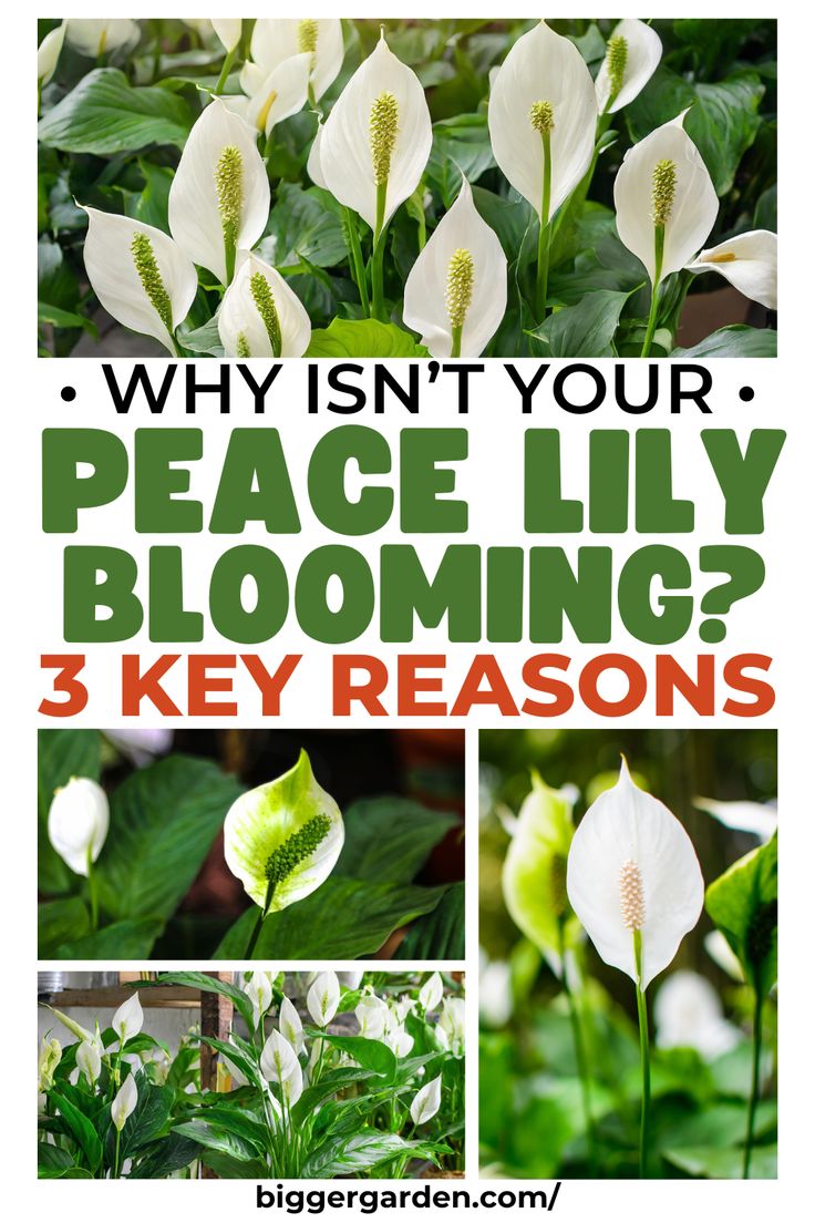 Discover peace lily plant care tips to know how often peace lilies bloom. Keep your peace lily flowers healthy, support your lilly plants, and enhance orchid plant care with practical lily plant care advice. Day Lilies Care, Peace Lily Plant Care, Lilly Plants, Peace Lily Flower, Plant Leaves Turning Brown, Colorado Flowers, Peace Lily Care, Lily Plant Care, Lily Care