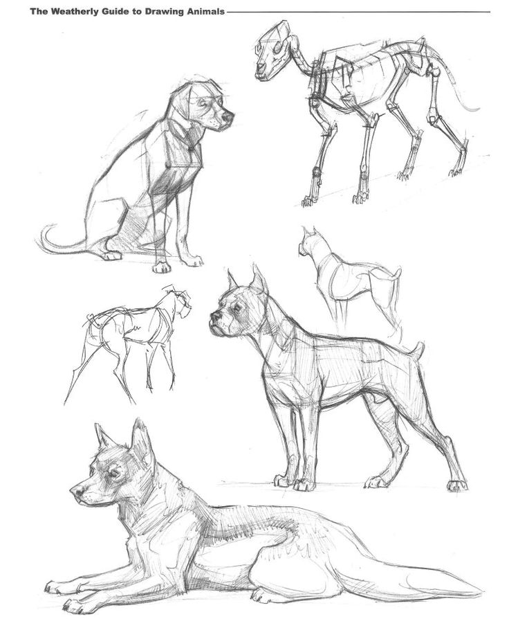 some drawings of dogs that are in different poses