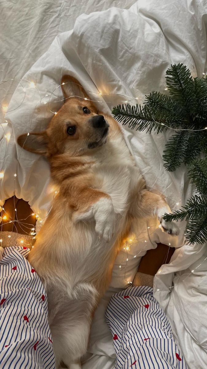 a brown and white dog laying on top of a bed next to a christmas tree