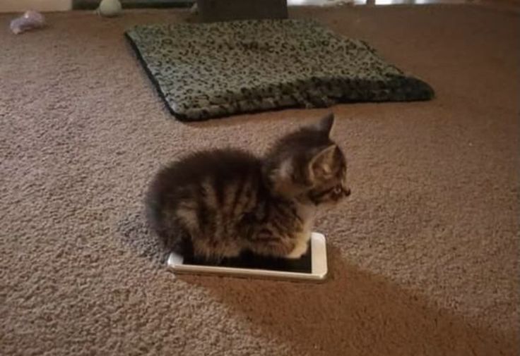 a kitten sitting on top of a cell phone in the middle of a carpeted room