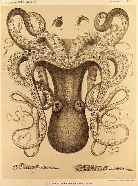 an octopus is in the middle of a vase with its tentacles hanging from it's neck