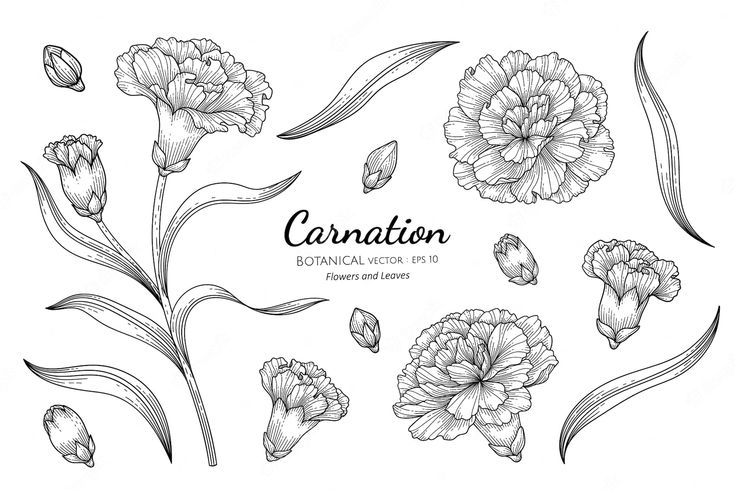 carnation flowers and buds on a white background with the words, botanical illustration png