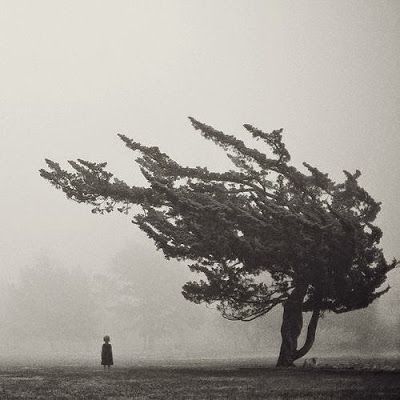 a person standing under a tree on a foggy day