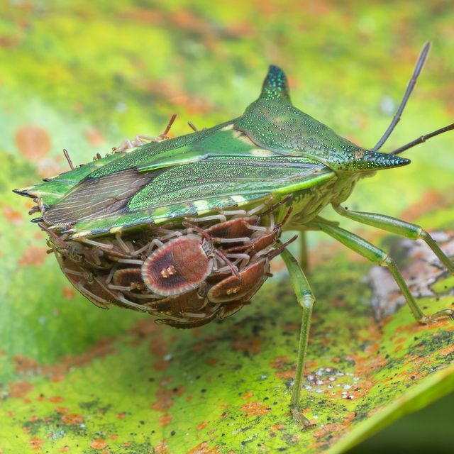 two green bugs sitting on top of a leaf covered in licora seed pods