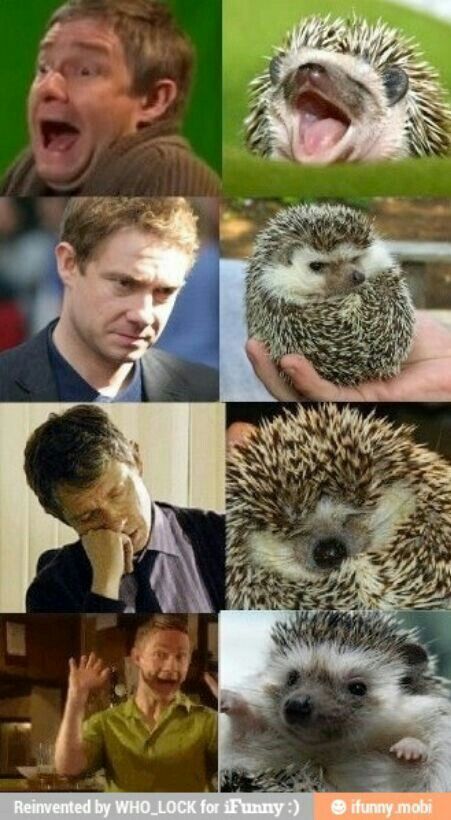 many pictures of hedgehogs with their mouths open