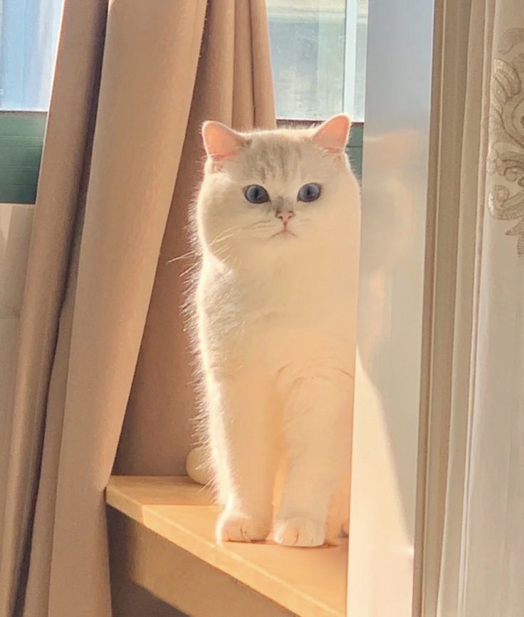 a white cat sitting on top of a window sill next to a curtained window