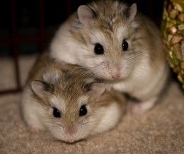 two hamsters sitting next to each other on the floor