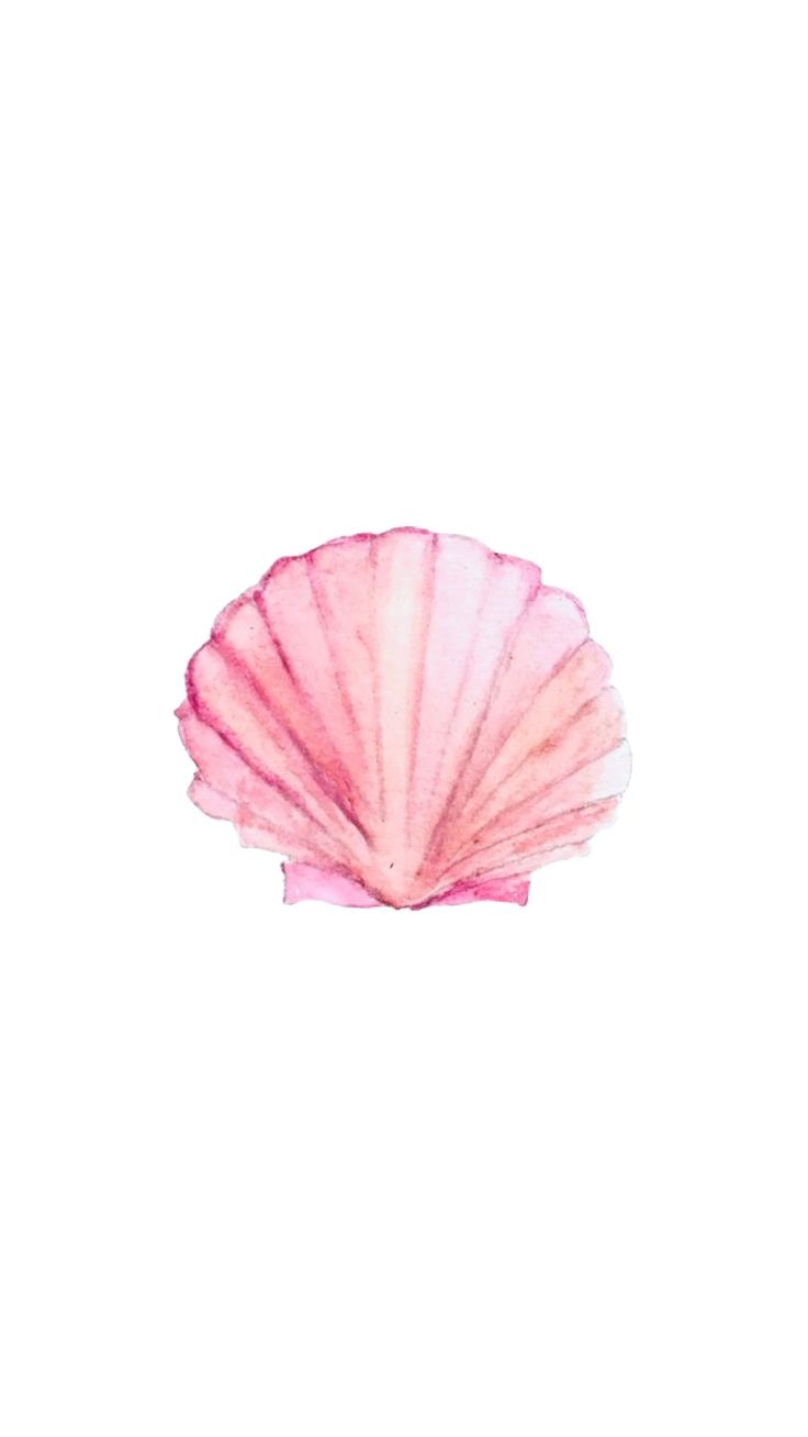 a pink scallop shell on a white background