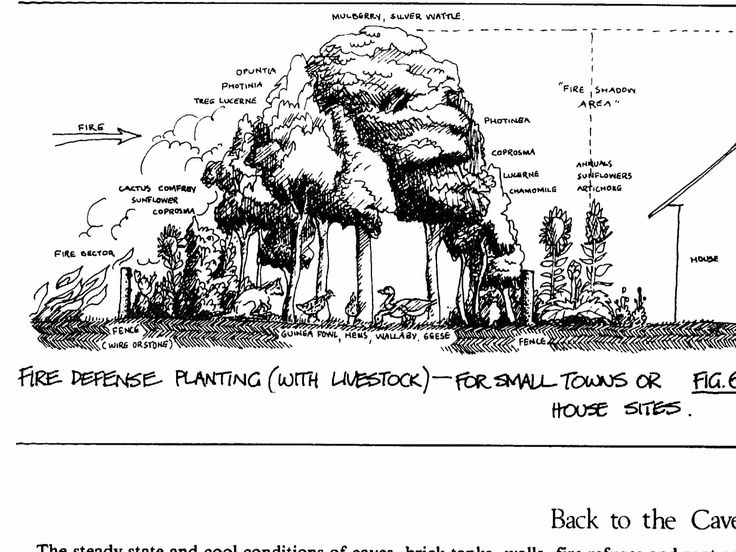 a diagram showing the different types of trees