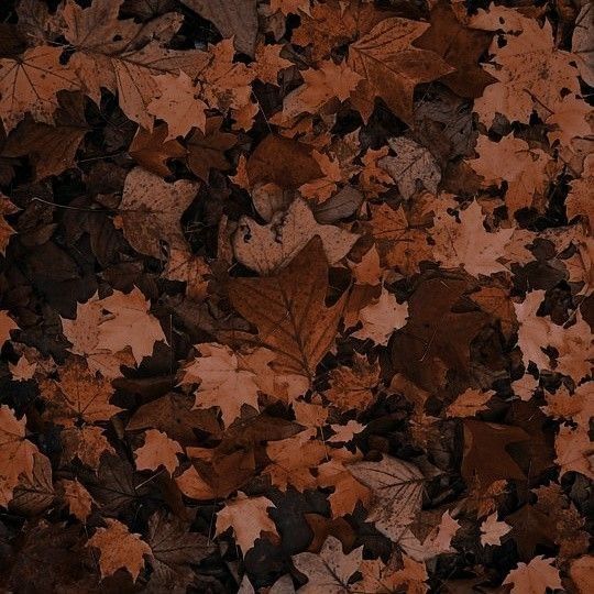 brown leaves Brown Eyes Aesthetic, Brown And Orange, Brown Wallpaper, Wallpaper Vintage, Dark Academia Aesthetic, Academia Aesthetic, Beige Aesthetic, Aesthetic Colors, Brown Aesthetic