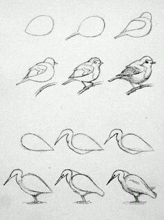 some birds sitting on top of each other in different stages of life cycle, with the letters e and o written below them