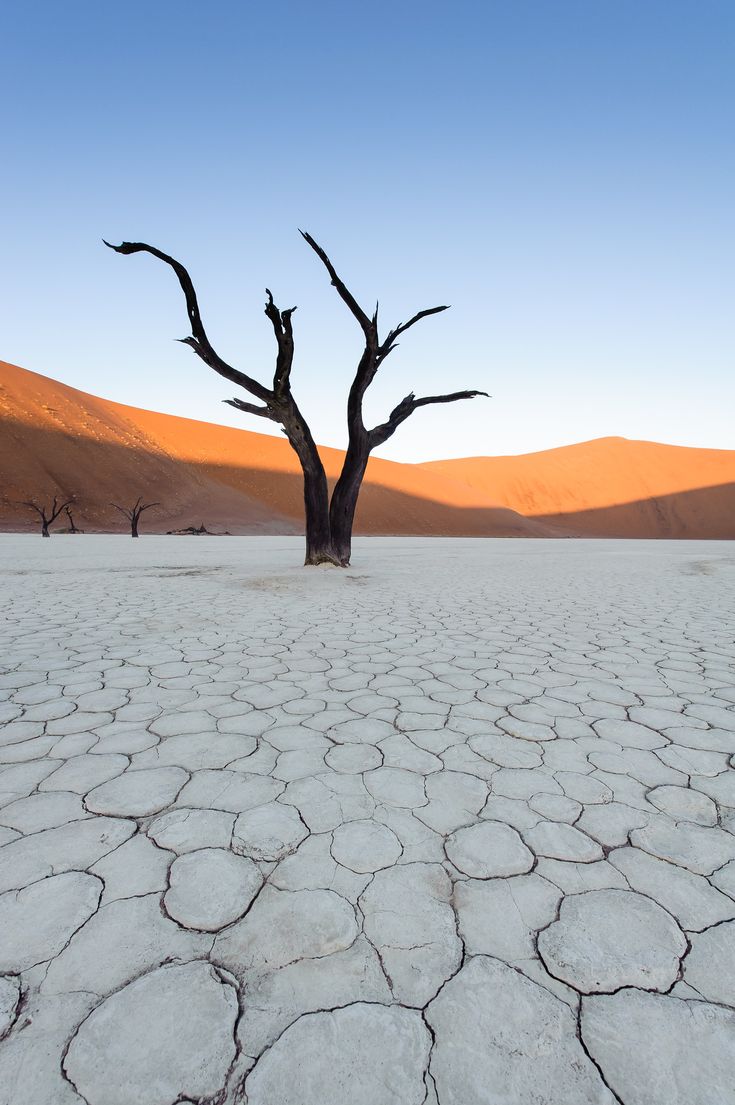 a lone tree stands in the middle of a barren desert area with no leaves on it