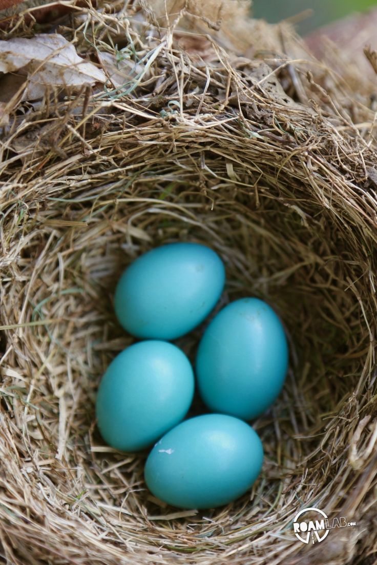 four blue eggs in a bird's nest