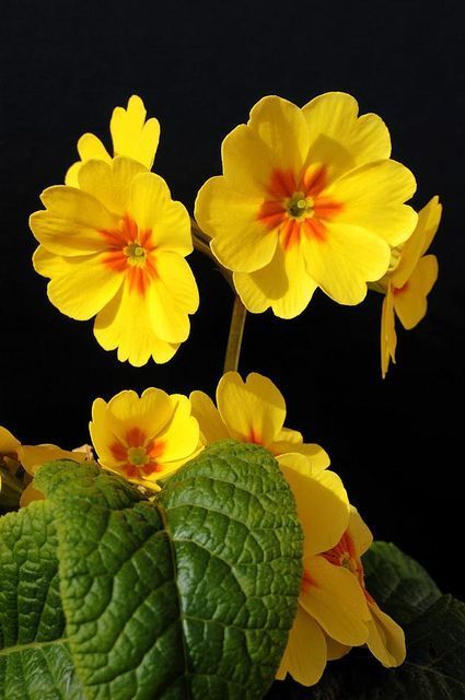 yellow flowers with green leaves on a black background