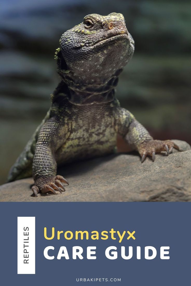 an iguana sitting on top of a rock with the words uromastyx care guide