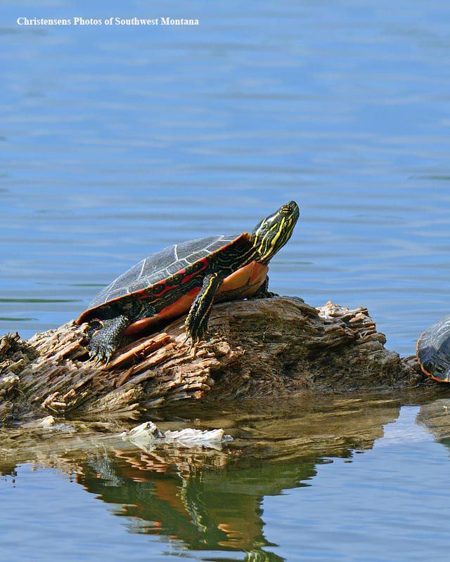 two turtles sitting on top of a log in the water