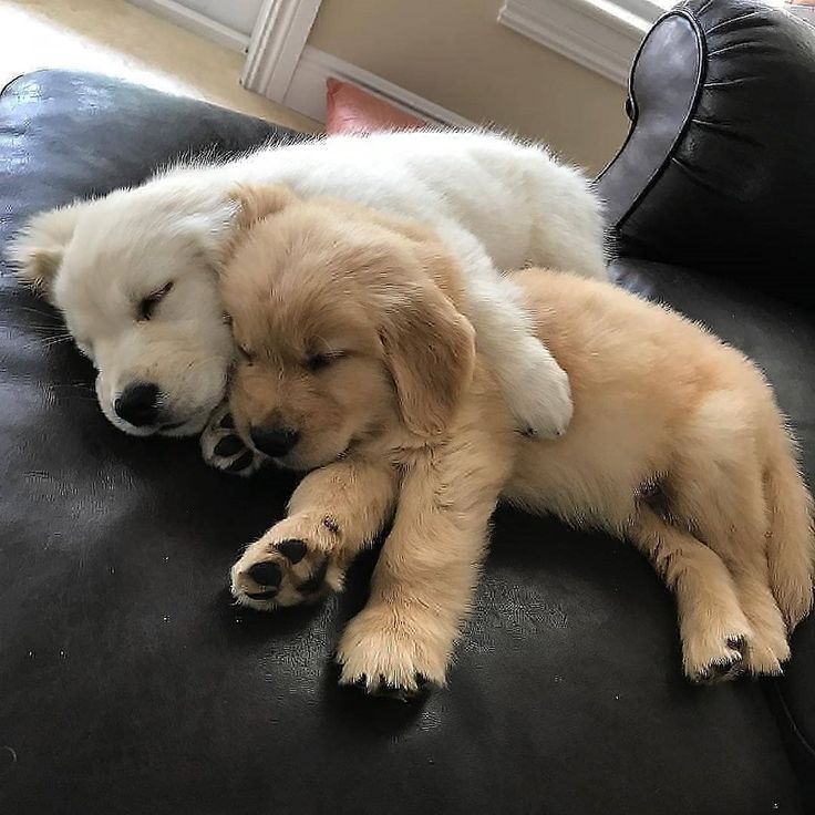 a dog sleeping on top of a black couch