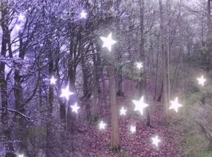 the stars are glowing in the trees outside