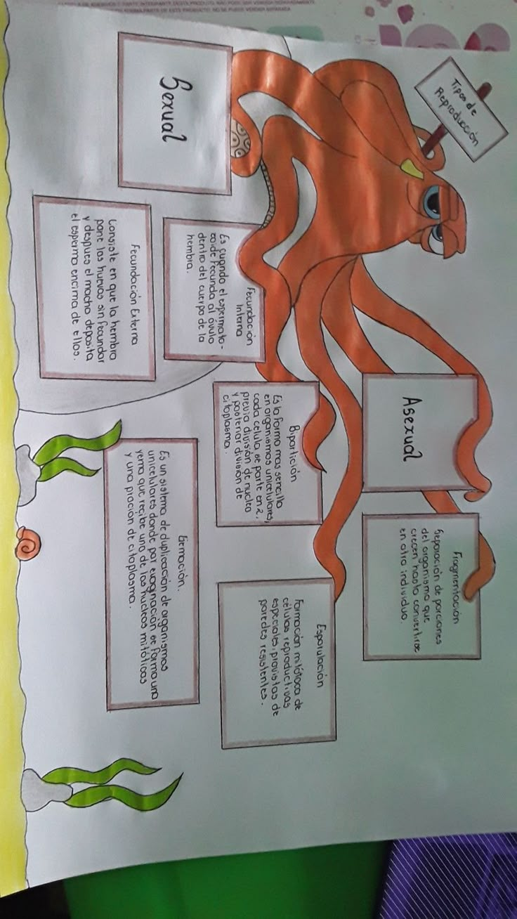 an orange octopus is on top of a white paper with information about its life cycle