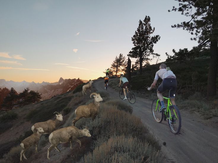 people riding bikes down a dirt road with sheep on the side and mountains in the background