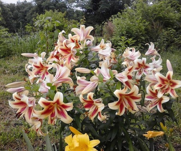 a bunch of flowers that are in the grass