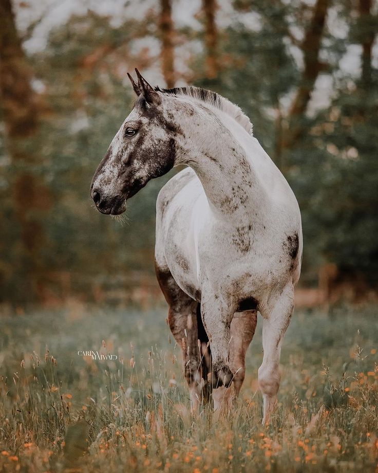 a white and black horse standing on top of a grass covered field with trees in the background