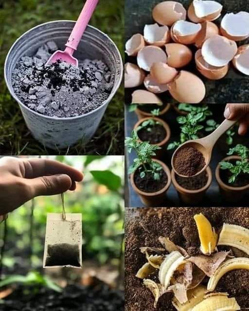 there are many different pictures with plants and food in the same photo, one has an egg shell on it