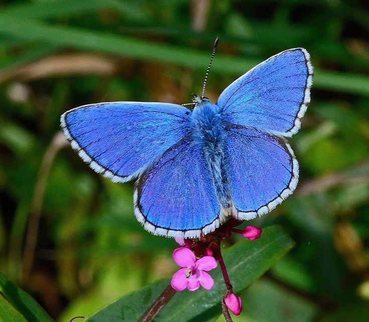 a blue butterfly sitting on top of a pink flower