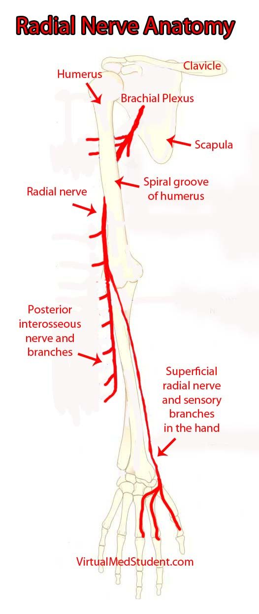 The radial nerve and its branches Radial Nerve Anatomy, Nerve Anatomy, Radial Nerve, Peripheral Nerve, Muscle Anatomy, Human Anatomy And Physiology, Medical Anatomy, Hand Therapy, Body Anatomy