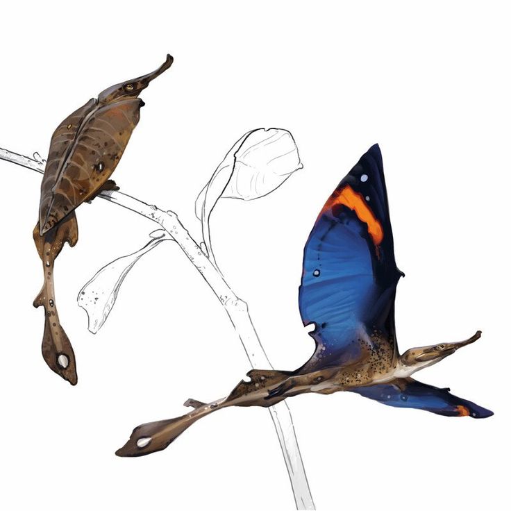 two butterflies flying next to each other on a branch