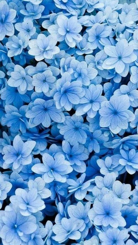 blue flowers with white petals are shown in close up