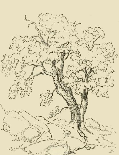 an ink drawing of a tree in the mountains