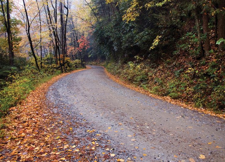 a gravel road surrounded by trees and leaves