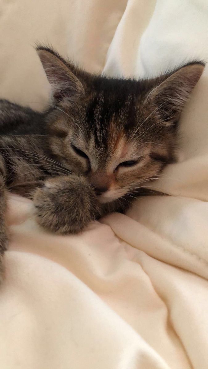 a small kitten sleeping on top of a white blanket