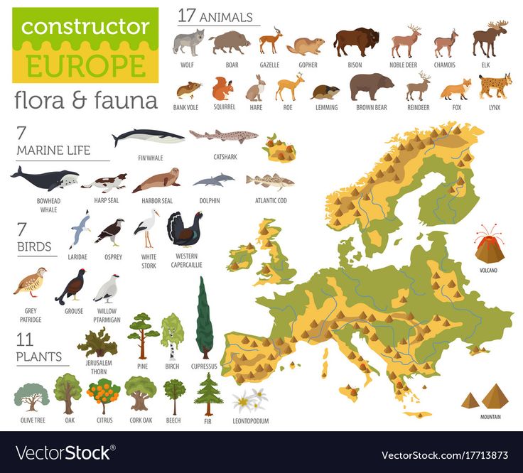 an illustrated map of europe with all the animals and their names stock photo - 5479