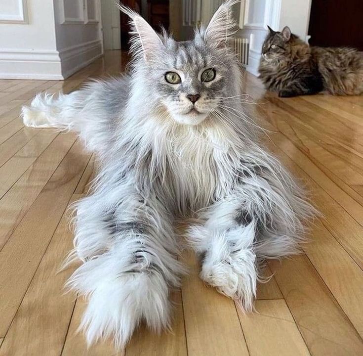 a fluffy cat is laying on the floor next to another cat that is looking at the camera