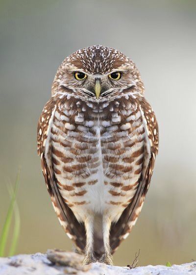 an owl standing on top of a rock