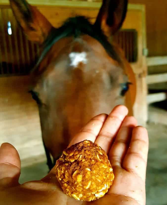 a person holding a piece of food in front of a horse