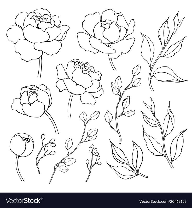 flowers and leaves line drawing on white background