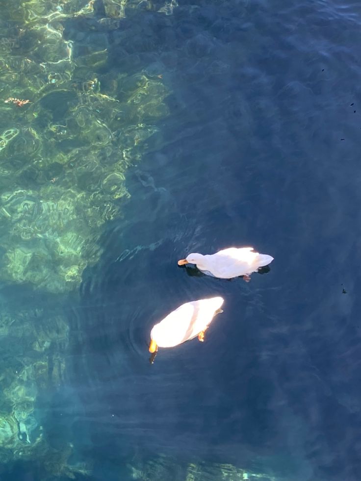 aesthetic white ducks floating on blue green lake Pale Blue And Green Aesthetic, Blue Duck Aesthetic, Green White Blue Aesthetic, Green And Blue Widget Aesthetic, Pale Blue Green Aesthetic, Cottagecore Blue Aesthetic, White Blue Green Aesthetic, Soft Green And Blue Aesthetic, Blue White Green Aesthetic