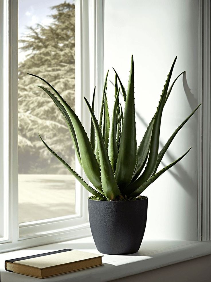 a potted plant sitting on top of a window sill next to a book