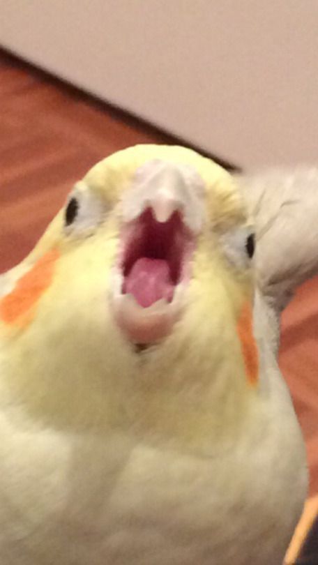 a yellow and white bird with its mouth open