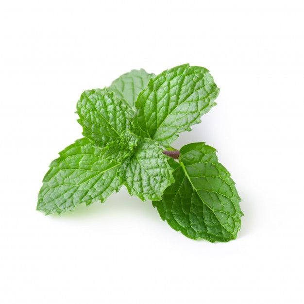 fresh mint leaves on white background