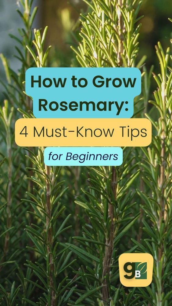 rosemary plants with the title how to grow rosemary 4 must - know tips for beginners