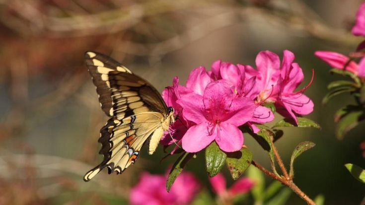 National Gardening Assoc.