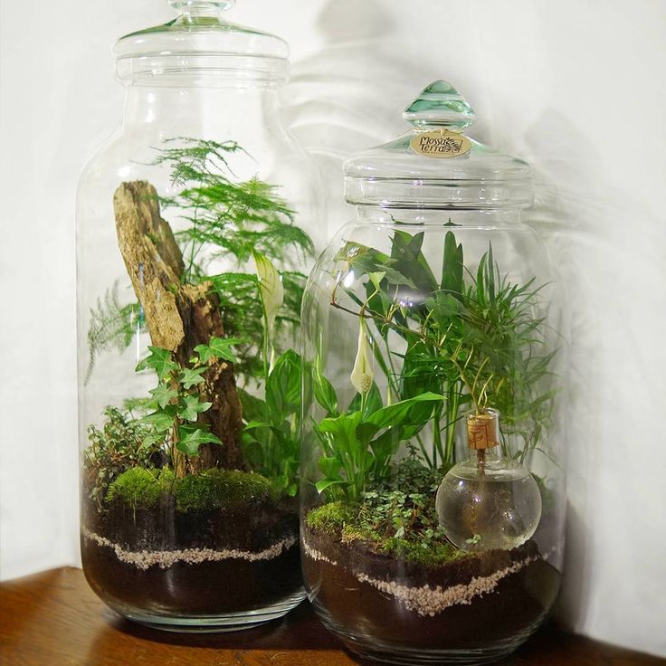 two glass jars filled with plants on top of a wooden table