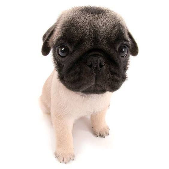 a small pug puppy sitting on top of a white floor looking at the camera